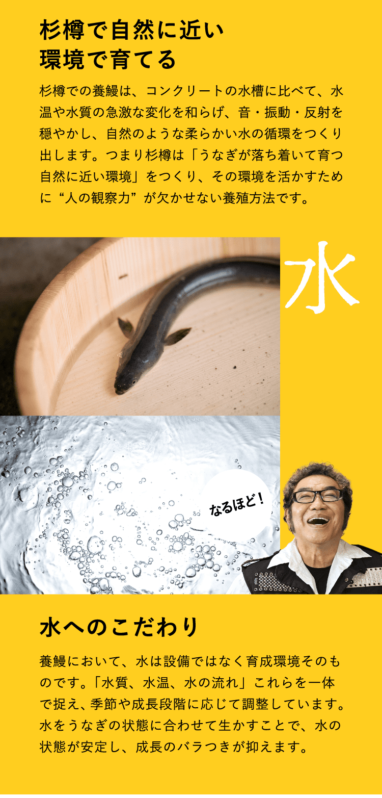 杉樽で自然に近い環境で育てる　杉樽での養鰻は、コンクリートの水槽に比べて、水温や水質の急激な変化を和らげ、音・振動・反射を穏やかにし、自然のような柔らかい水の循環をつくり出します。つまり杉樽は「うなぎが落ち着いて育つ自然に近い環境」をつくり、その環境を活かすために“人の観察力”が欠かせない養殖方法です。　水へのこだわり　養鰻において、水は設備ではなく育成環境そのものです。「水質、水温、水の流れ」これらを一体で捉え、季節や成長段階に応じて調整しています。水をうなぎの状態に合わせて生かすことで、水の状態が安定し、成長のバラつきが抑えられます。